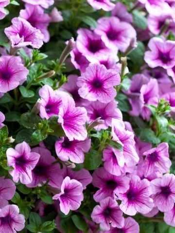 best way to fertilize petunias