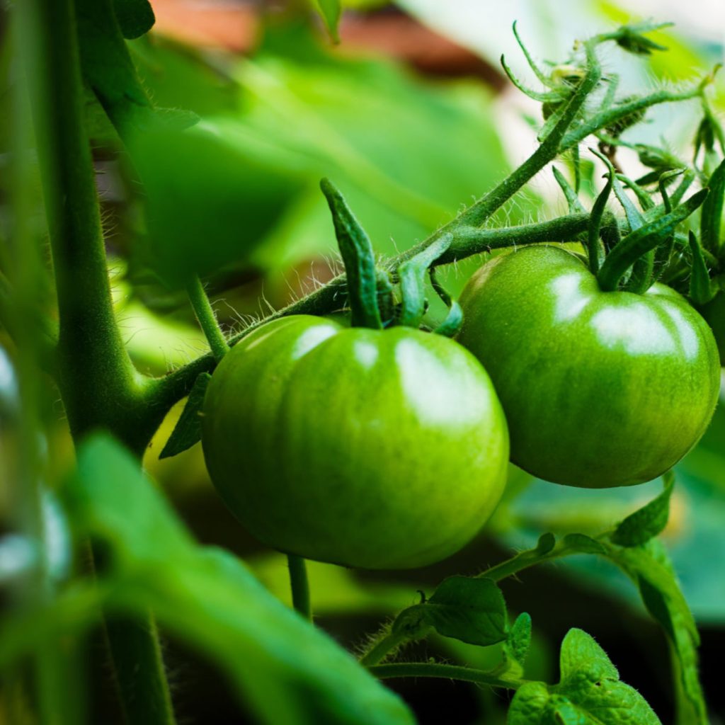 jump start tomato plants