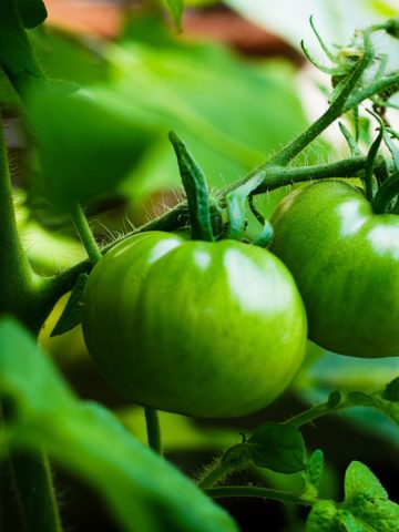 jump start tomato plants