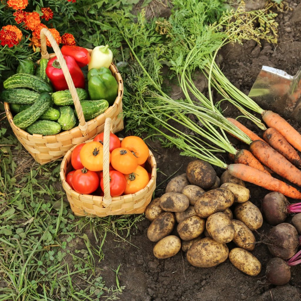plants to never grow near tomatoes