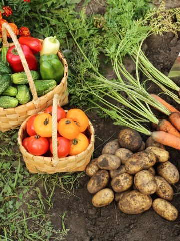 plants to never grow near tomatoes