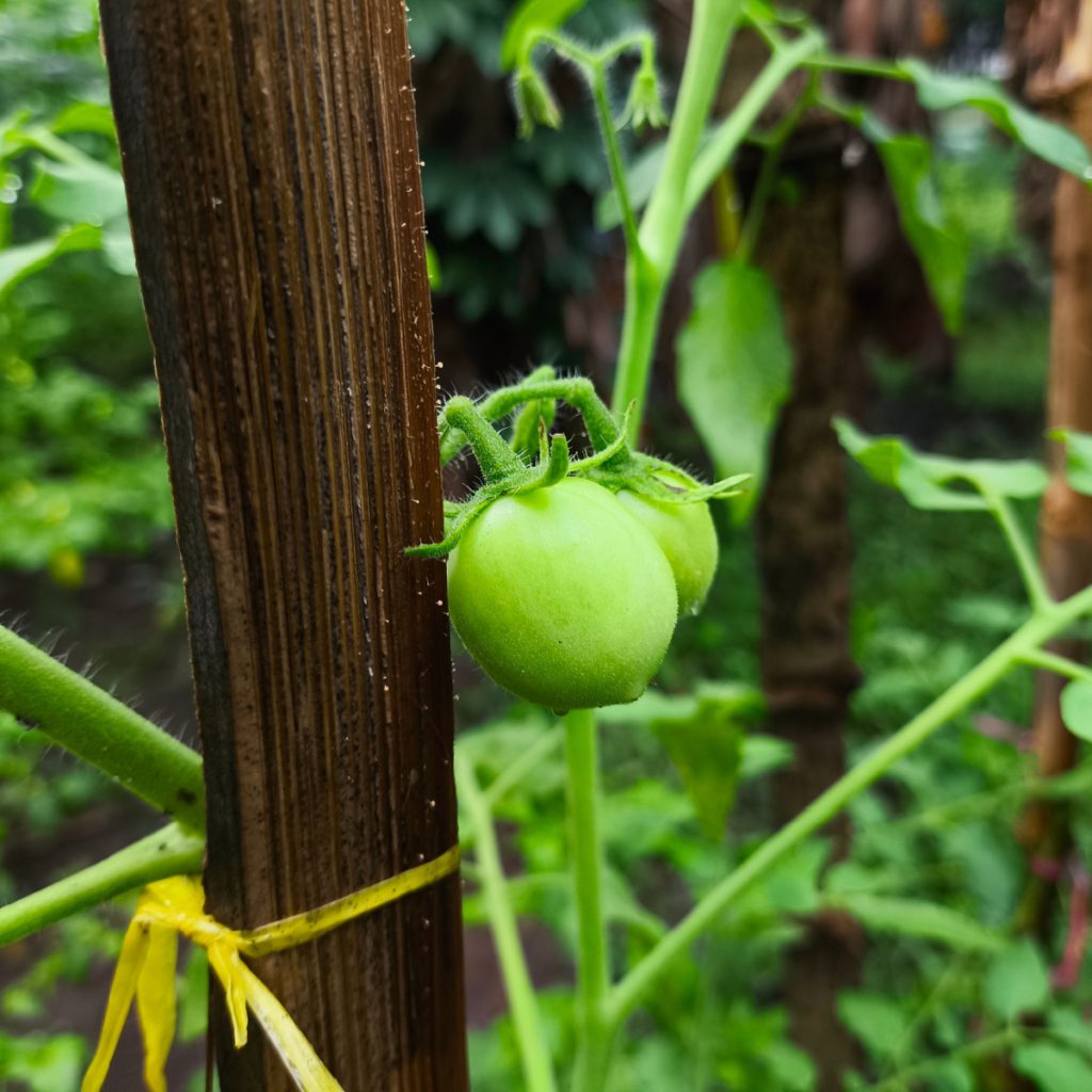 remove early fruit