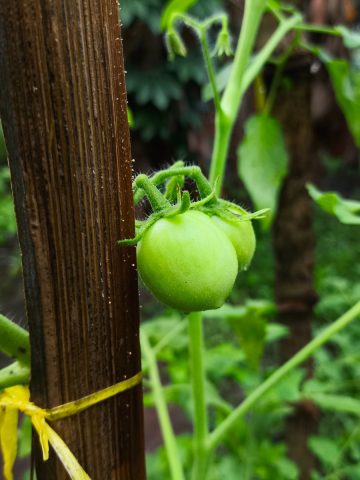 remove early tomatoes from plants