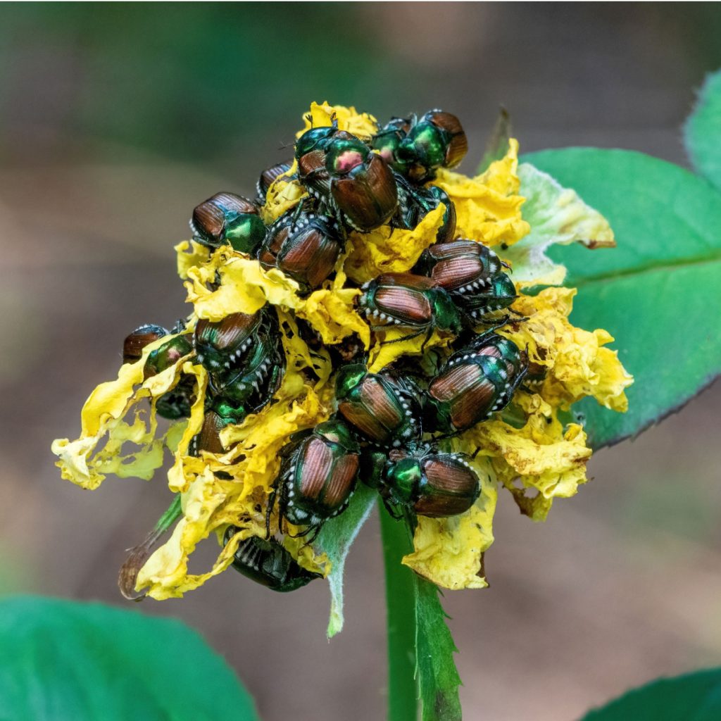secret to stopping Japanese Beetles