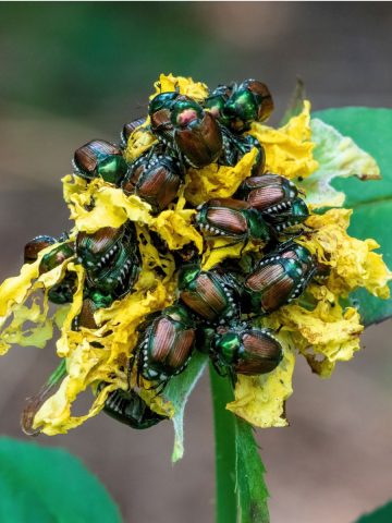 secret to stopping Japanese Beetles