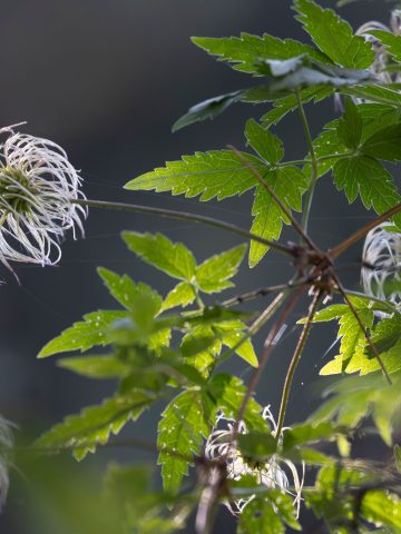 clematis to bloom a second time