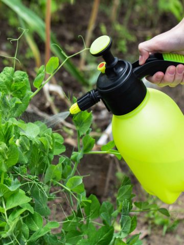 hot pepper spray