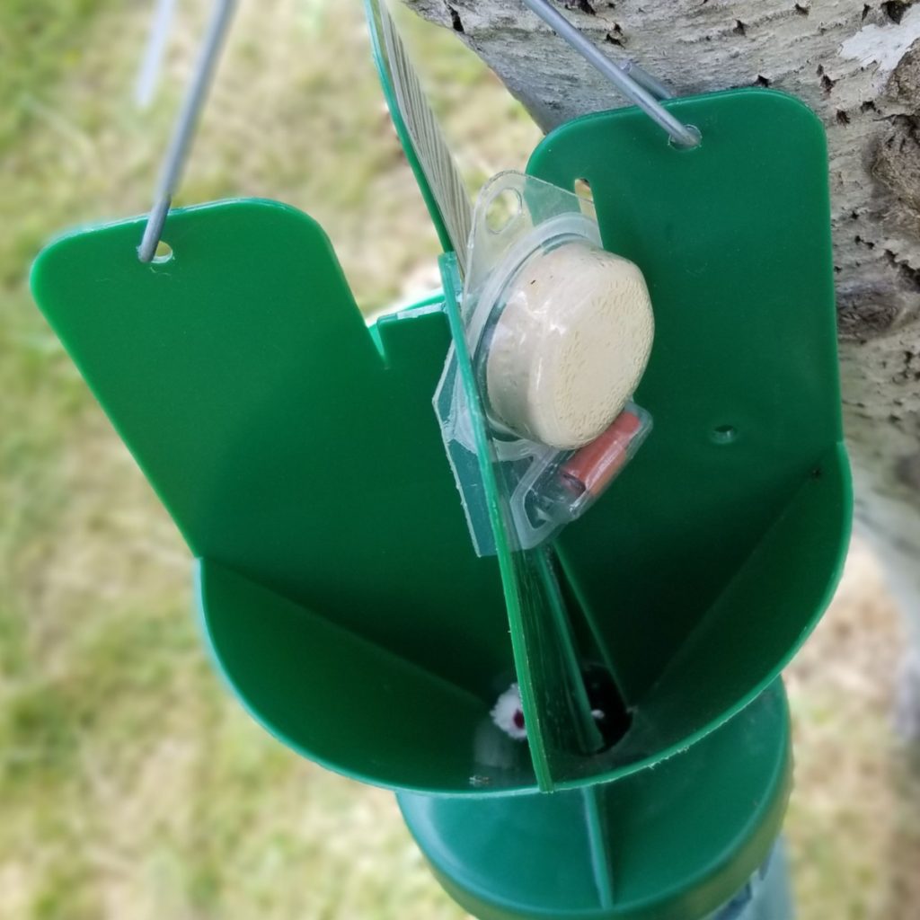 beetle traps