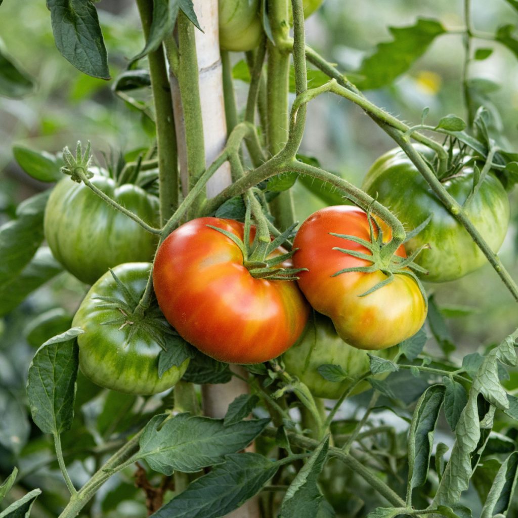 make tomatoes ripen faster