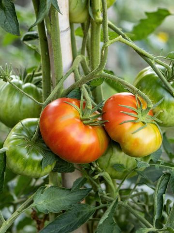 make tomatoes ripen faster