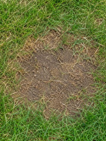 bare spot in a lawn