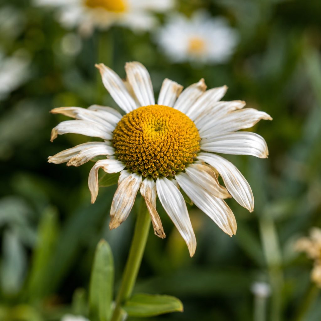 daises finish blooming