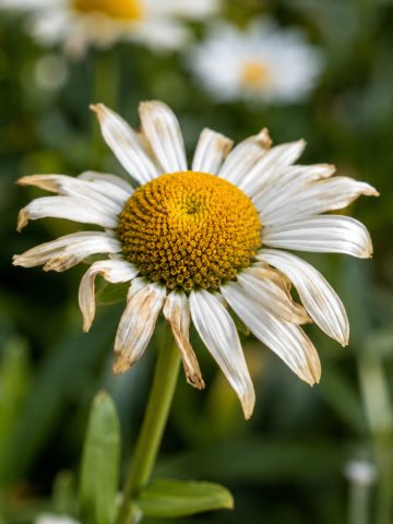 daises finish blooming