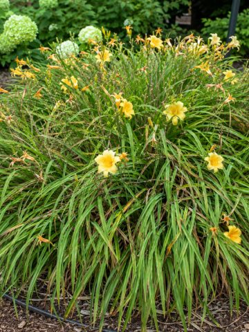 overgrown daylilies
