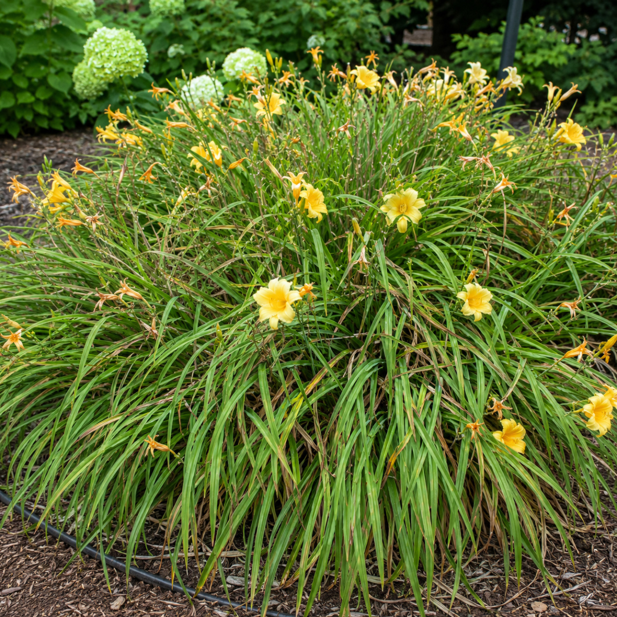 overgrown daylilies
