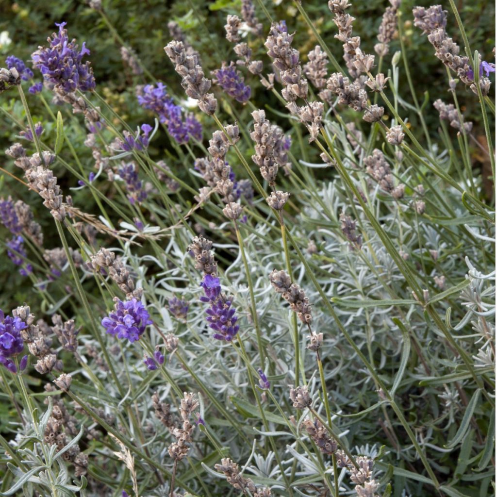 lavender after it blooms