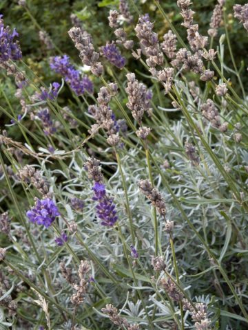 lavender after it blooms