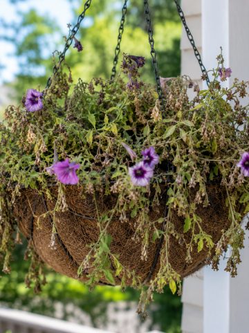 revive hanging basket