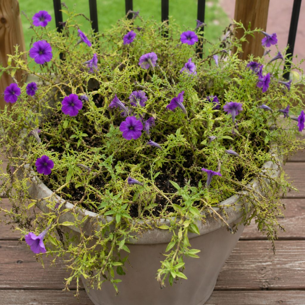 fertilize wave petunias