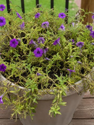 fertilize wave petunias