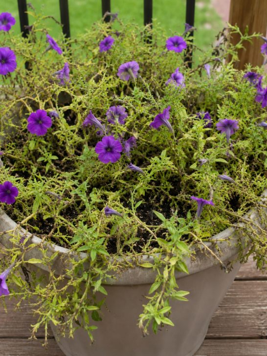 fertilize wave petunias