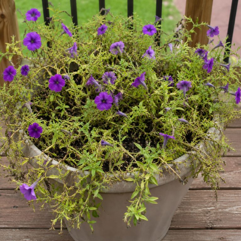 fertilize wave petunias