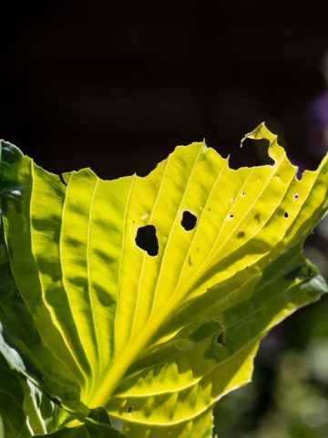 summer hosta care