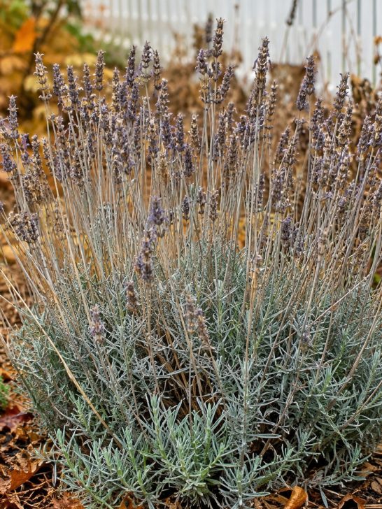 perennials to never cut back in the fall