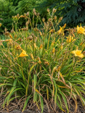 daylilies in early fall