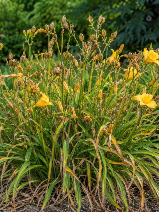 daylilies in early fall