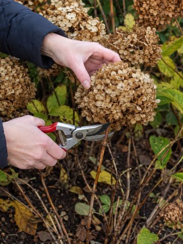 fall hydrangea mistakes