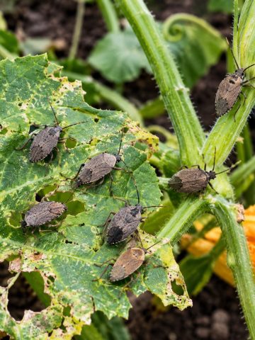 stop squash bugs
