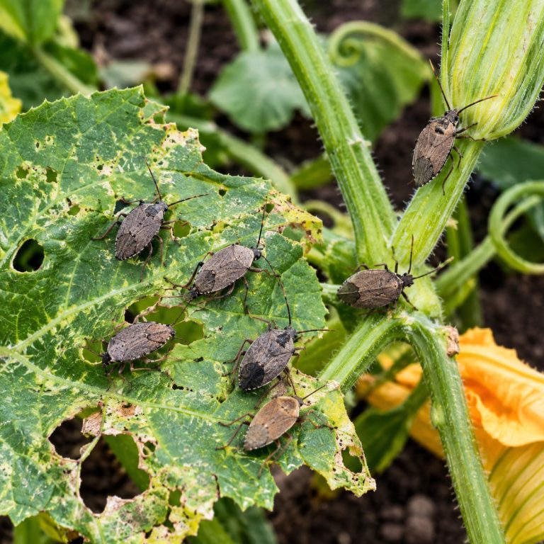 stop squash bugs