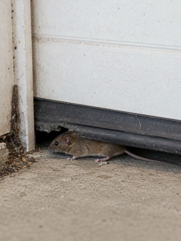stop mice before they get inside