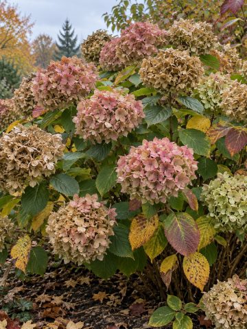 remove old hydrangea blooms