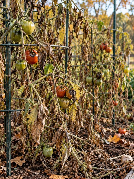 what to do with old tomato plants