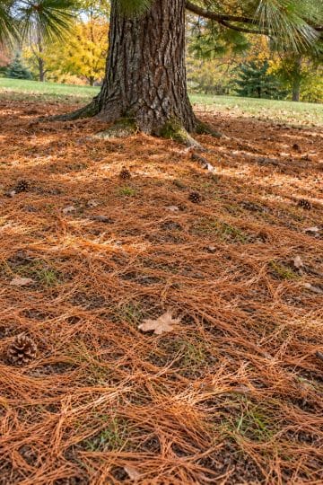 pine needles to good use