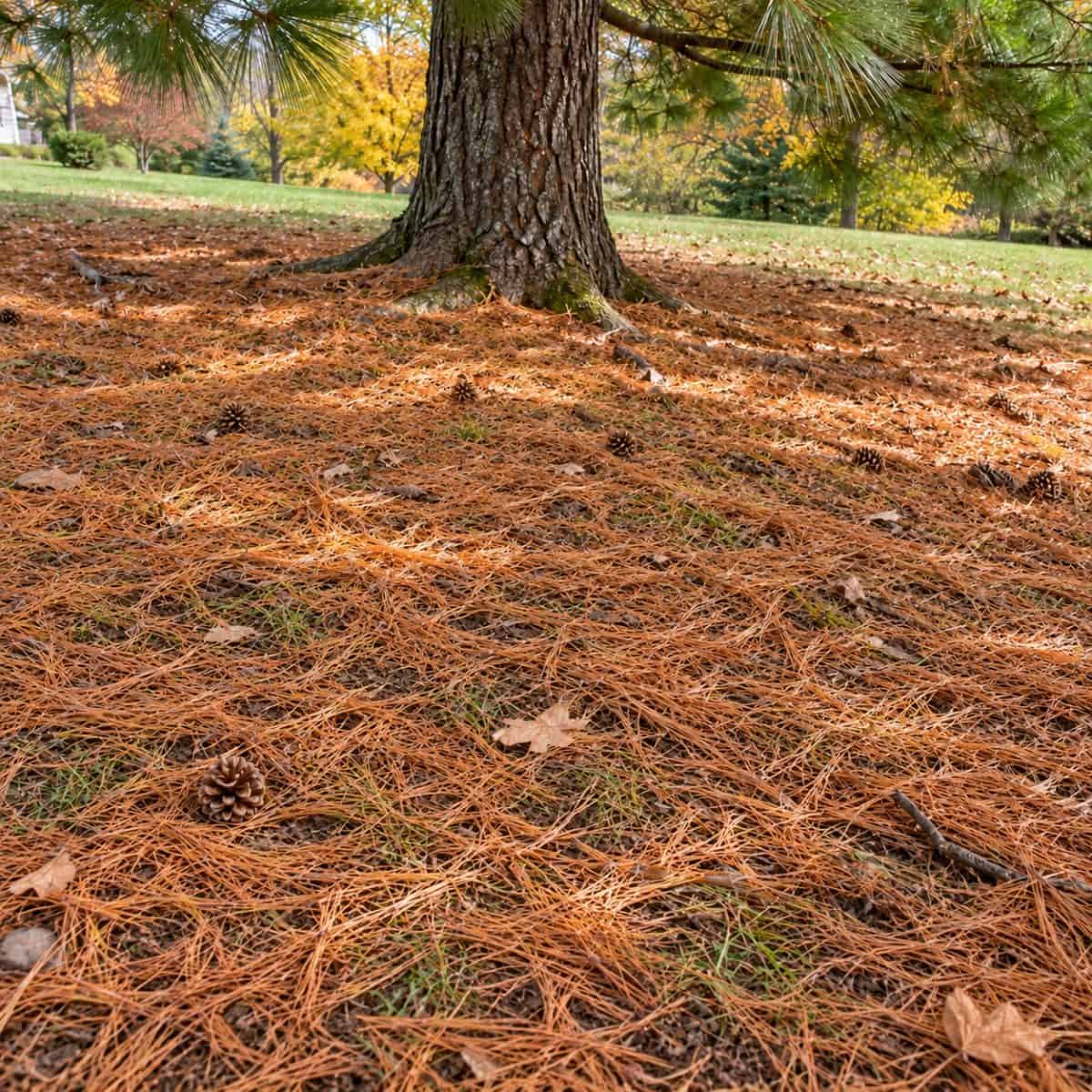pine needles to good use