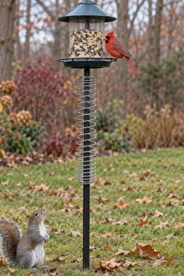protect bird feeders from squirrels