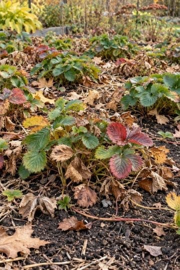 Strawberry plants in October - winterize