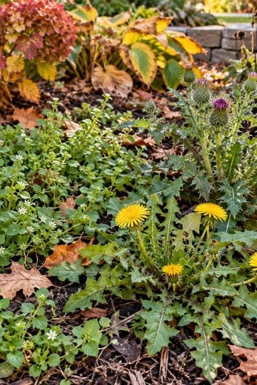 get rid of stubborn weeds in the fall